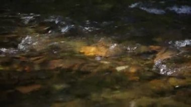 Çevredeki ses odasını rahatlatmak için arka plan. Dağ nehri akıntısı dalgası. Su akışının rahatlatıcı sesine sahip doğa konsepti