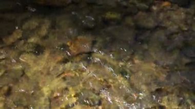 Dağ nehri akıntısı dalgası. Çevredeki ses odasını rahatlatmak için arka plan. Su akışının rahatlatıcı sesine sahip doğa konsepti