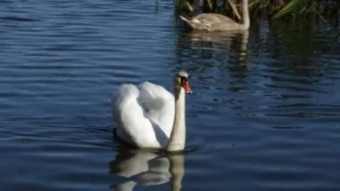 Kuğu Gölü açık güneşli bir günde yüzüyor.