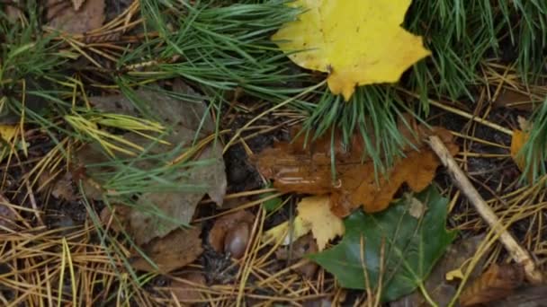 秋の葉およびマツ針は 冷たい地面に横たわる — ストック動画