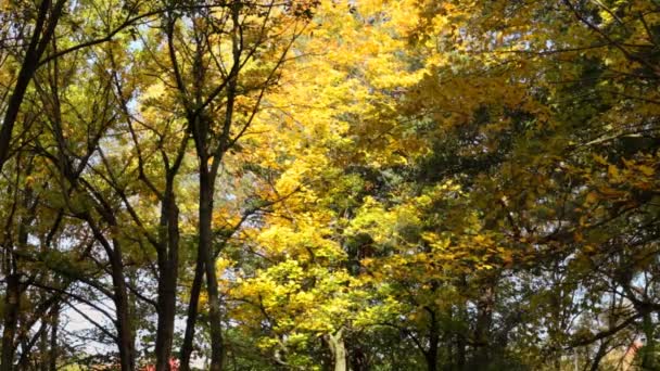 Beau Feuillage Lumineux Arbres Dans Parc Automne — Video