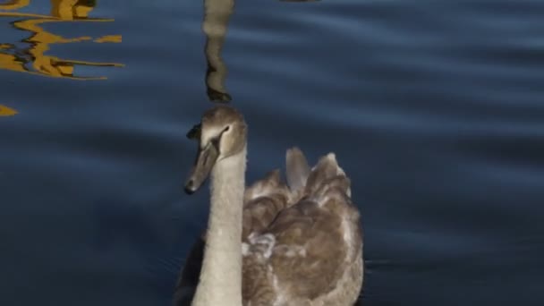 Hermoso Cisne Joven Flotando Lago Azul — Vídeos de Stock