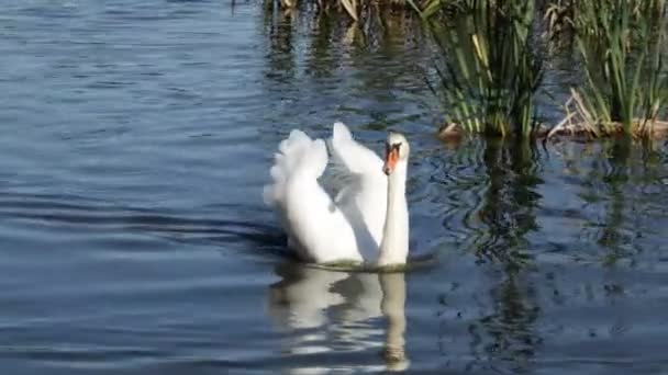 Bílá Labuť Blízko Břehu Jezera Plaval Letní Ráno — Stock video