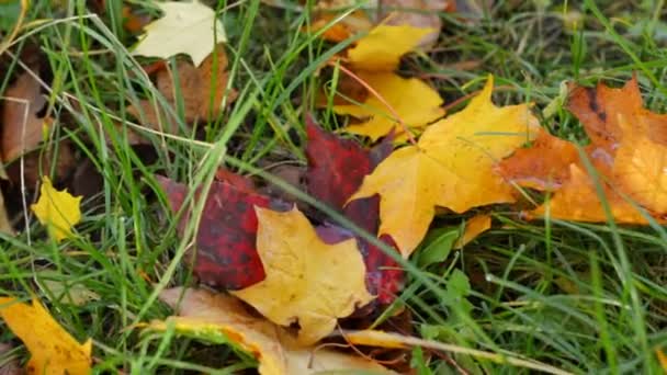 Upadły Barwne Listowie Kłamstwo Zielonej Trawie Panoramy Jesieni Pod Stopami — Wideo stockowe