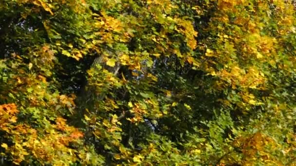 Helles Schönes Laub Der Bäume Einem Herbstlichen Park — Stockvideo