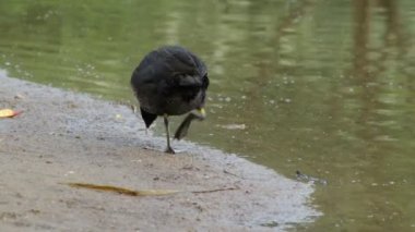 Coot sabah gölden geldi ve yiyecek aramaya gider