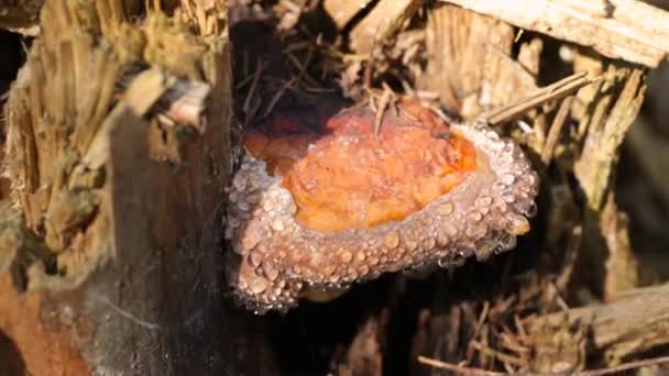 Fungo Cresce Toco Floresta Gotas Orvalho — Vídeo de Stock