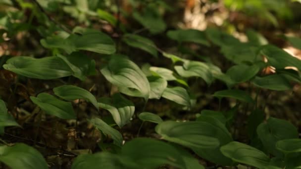 Licht Spielt Auf Den Blättern Der Pflanzen Früher Morgen Wald — Stockvideo