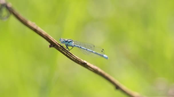 libellule est assis sur une branche, macro 