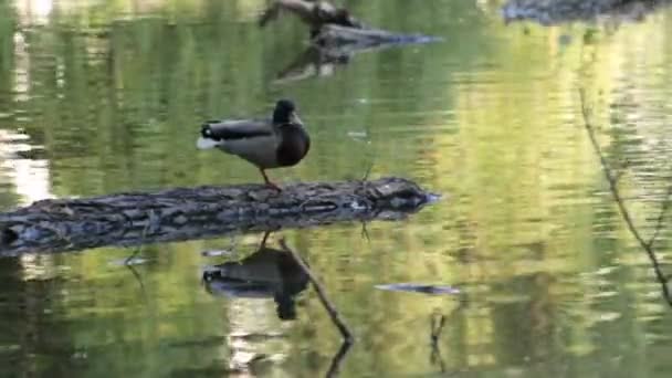 Duck Log Stands One Foot Lake — Stock Video