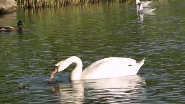 Cisne Comiendo Pan Mañana Lago — Vídeo de stock