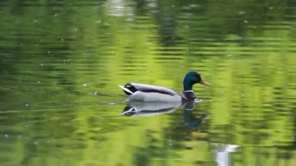 木の反射で湖に浮かぶアヒル — ストック動画