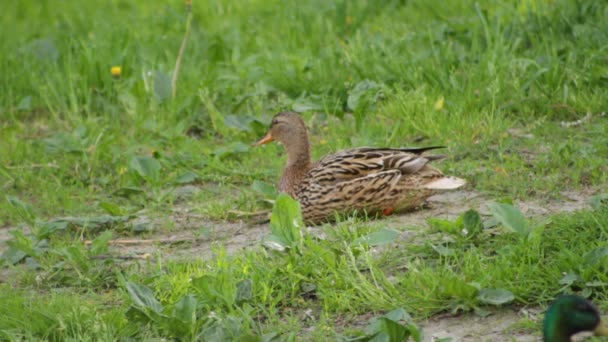 Duck Sits Grass Morning Resting — Stock Video