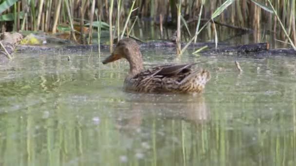 Duck Looking Food Lake Water — Stock Video