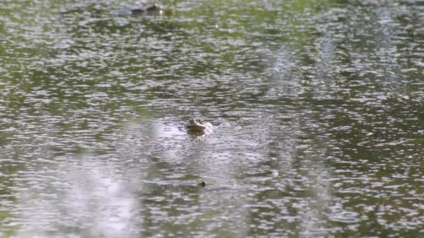 Sapo Escondeu Água Lago Canta Canções Casamento — Vídeo de Stock