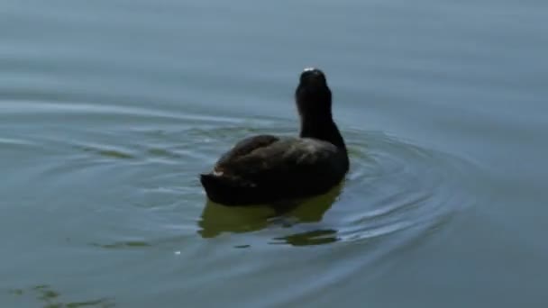 湖を渡って泳ぐし 食品をキャッチ — ストック動画