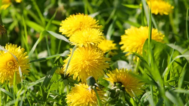 Dandelions Clearing Sunny Day — Stock Video