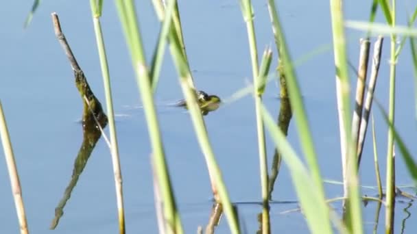 青蛙躲在湖里 等待昆虫捕食 — 图库视频影像