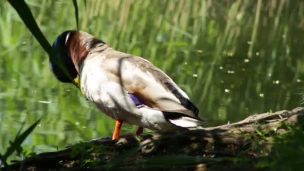 Ördek Gölü Yakınındaki Bir Günlük Oturur Yıkama — Stok video