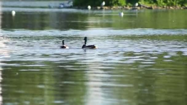 Patos Jogar Lago Correr Longo Água Voar — Vídeo de Stock