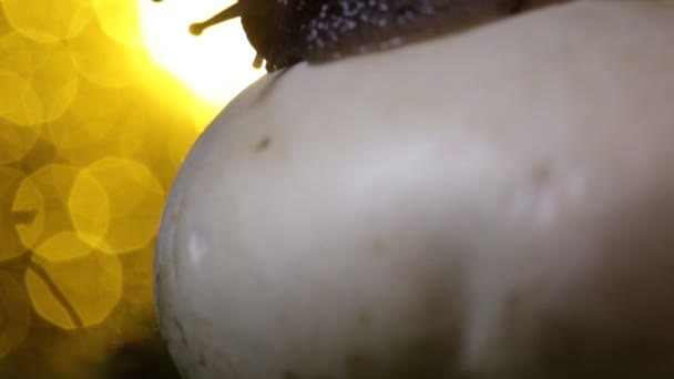 Caracol Rasteja Sobre Cogumelo Frente Pôr Sol Noite Floresta — Vídeo de Stock
