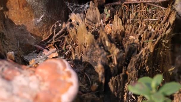 Mantar Damlacıkları Ile Ölü Bir Güdük Üzerinde Büyür — Stok video