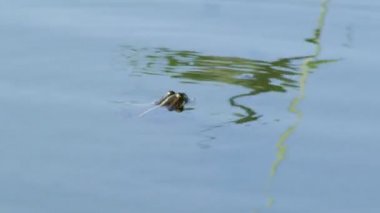 Sıcak bir günde göle dinlenme kurbağa
