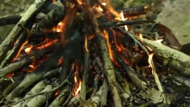 Burning Bonfire Forest Morning Summer — Stock Video