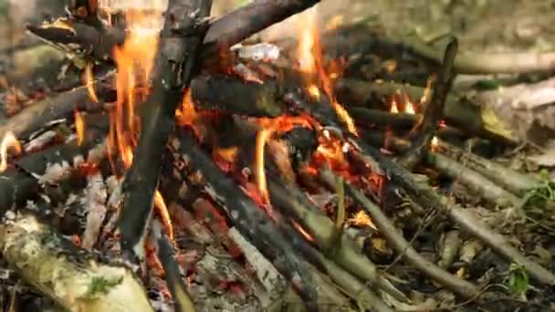 Falò Fiamme Nella Foresta Inizio Estate — Video Stock