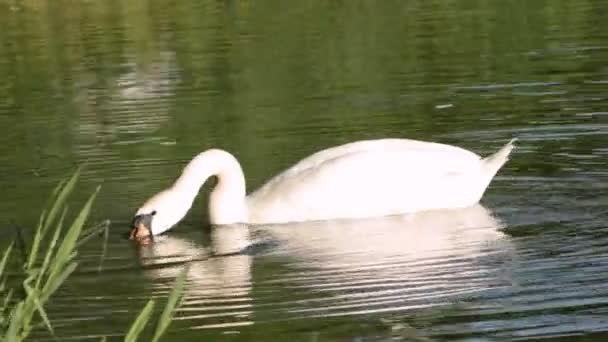 Cygne Attrape Nourriture Sur Lac Jour Été — Video