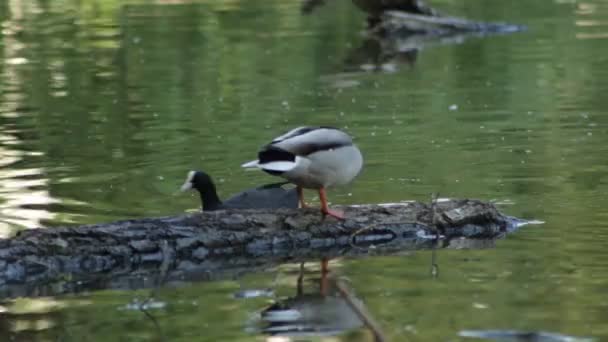 Patos Machos Descansam Num Tronco Lago — Vídeo de Stock