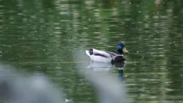 Das Entenmännchen Schwimmt Auf Der Suche Nach Nahrung Über Den — Stockvideo