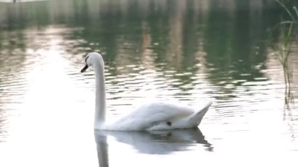 Cisne Examina Sus Posesiones Lago — Vídeo de stock