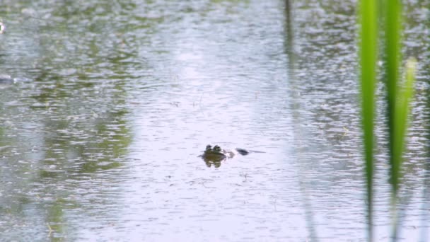 Grenouille Est Assise Dans Eau Lac Avec Boue Cache Des — Video