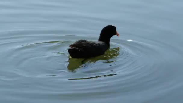 Cigno Cattura Cibo Sul Lago Una Giornata Estiva — Video Stock