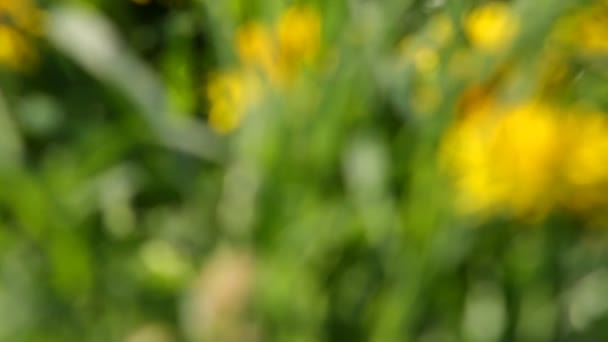 Hermosos Dientes León Amarillos Día Soleado Verano Campo — Vídeos de Stock