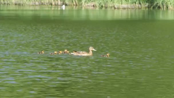 Een Eend Met Kleine Eendjes Zeilen Het Meer Overdag — Stockvideo