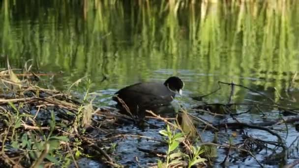 Coot Lago Procura Comida Pela Manhã — Vídeo de Stock