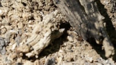 Büyük ateş yakıyor, kömür ve kül