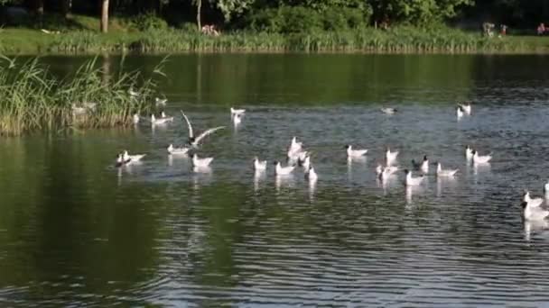 Muitas Gaivotas Lago Dia Verão — Vídeo de Stock