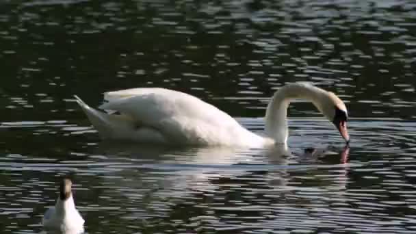 白色天鹅在湖中间寻找食物在一个袈裟 在一个夏日早晨 — 图库视频影像