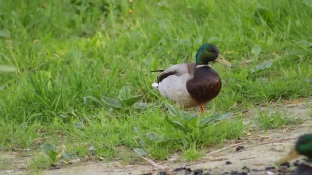 Pato Macho Conduce Otros Patos Largo Orilla Del Río — Vídeos de Stock