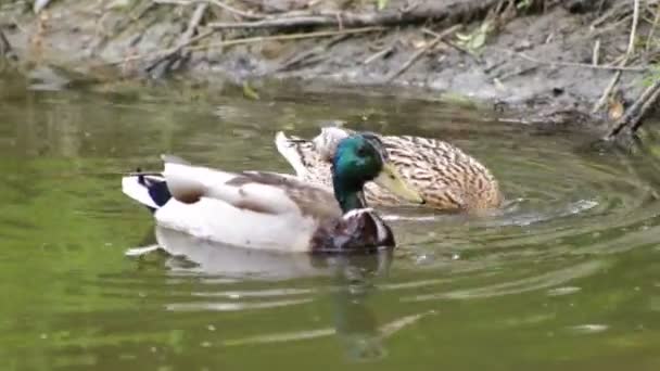 Enten Schwimmen Und Suchen Nahrung Wasser — Stockvideo