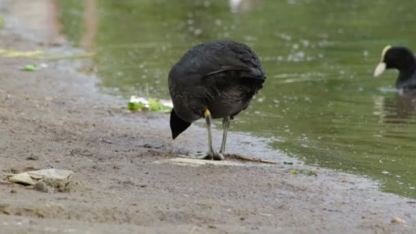 Coot Looking Food Shore Lake — Stock Video