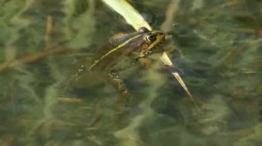 Yeşil kurbağa çimen bir gölde bir bıçak oturur