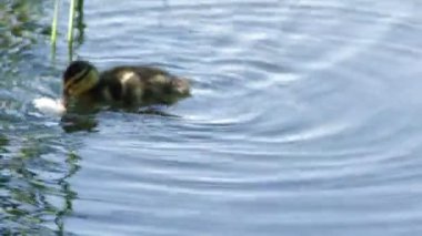 Ördek yavrusu yemek ekmek göle, yaz