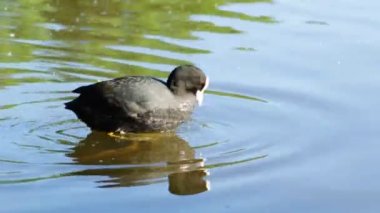 Kuş sakarmeke yıkar ve gölde büyük zaplytiyu hazırlar