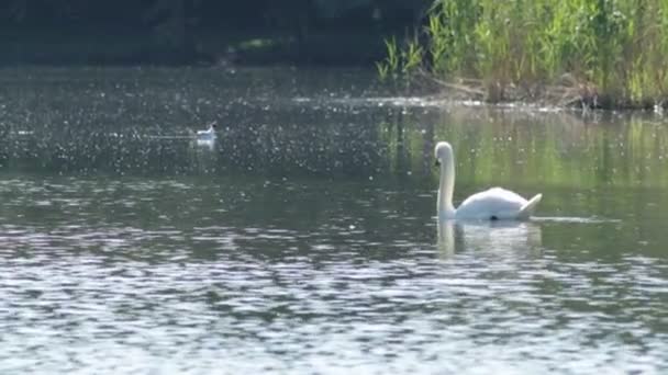 在夏日的清晨 白天鹅自豪地漂浮在湖面上 — 图库视频影像