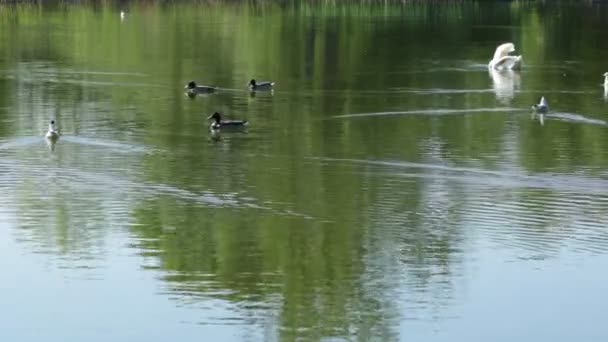 Hermoso Lago Con Aves Acuáticas Cisne Patos Gaviotas — Vídeo de stock