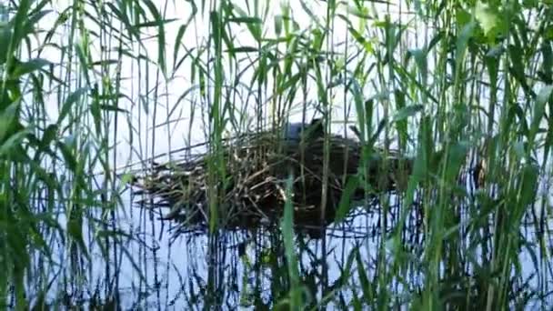 Coot assis sur le nid, caché dans les roseaux du lac 